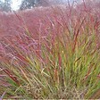 ARBORIX - 6 x Panic effilé 'Squaw' - Panicum Virgatum 'Squaw'  - godet 9cm x 9cm - vignette