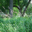 ARBORIX - 6 x Eulalie, roseau de chine - Miscanthus Sacchariflorus  - godet 9cm x 9cm - vignette