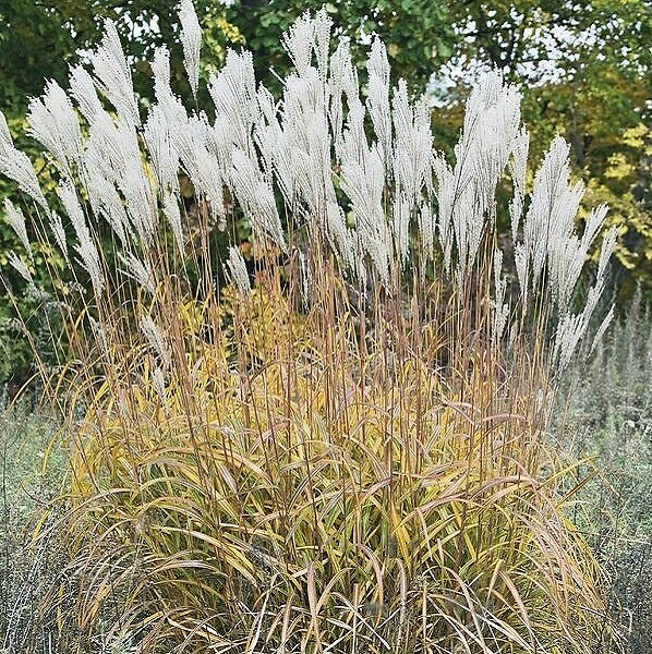 ARBORIX - 6 x Eulalie, roseau de chine - Miscanthus Sacchariflorus  - godet 9cm x 9cm - large