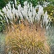 ARBORIX - 6 x Eulalie, roseau de chine - Miscanthus Sacchariflorus  - godet 9cm x 9cm - vignette