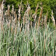 ARBORIX - 6 x Roseau panaché - Phragmites australis  - godet 9cm x 9cm - vignette