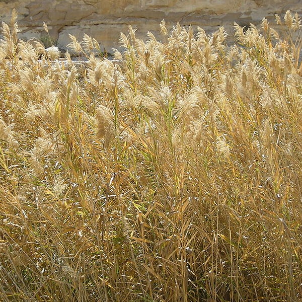 ARBORIX - 6 x Roseau panaché - Phragmites australis  - godet 9cm x 9cm - large
