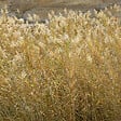 ARBORIX - 6 x Roseau panaché - Phragmites australis  - godet 9cm x 9cm - vignette