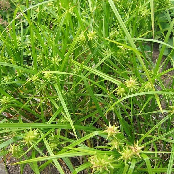 ARBORIX - 6 x Laîche massue - Carex Grayi  - godet 9cm x 9cm - large