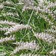 ARBORIX - 6 x Herbe aux écouvillons - Pennisetum orientale 'Karley Rose'  - godet 9cm x 9cm - vignette