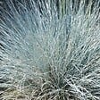 ARBORIX - 6 x Fétuque bleue 'Uchte' - Festuca glauca 'Uchte'  - godet 9cm x 9cm - vignette