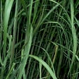ARBORIX - 6 x Miscanthus géant - Miscanthus floridulus 'Giganteus'  - godet 9cm x 9cm - vignette