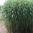 ARBORIX - 6 x Miscanthus géant - Miscanthus floridulus 'Giganteus'  - godet 9cm x 9cm - vignette