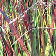 ARBORIX - 6 x Panic effilé 'Heiliger Hain' - Panicum virgatum 'Heliger Hain'  - godet 9cm x 9cm - vignette