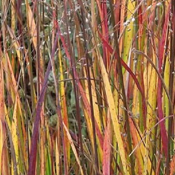 ARBORIX - 6 x Panic effilé 'Heiliger Hain' - Panicum virgatum 'Heliger Hain'  - godet 9cm x 9cm - large