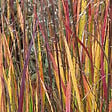ARBORIX - 6 x Panic effilé 'Heiliger Hain' - Panicum virgatum 'Heliger Hain'  - godet 9cm x 9cm - vignette