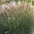 ARBORIX - 6 x Roseau de Chine 'Yaku Jima' - Miscanthus Sinensis 'Yaku Jima'  - godet 9cm x 9cm - vignette