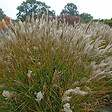 ARBORIX - 6 x Roseau de Chine 'Yaku Jima' - Miscanthus Sinensis 'Yaku Jima'  - godet 9cm x 9cm - vignette