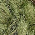 ARBORIX - 6 x Laîche 'Frosted Curls' - Carex Comans 'Frosted Curls'  - godet 9cm x 9cm - vignette