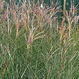 ARBORIX - 6 x Eulalie 'Gracillimus' - Miscanthus Sinensis 'Gracillimus'  - godet 9cm x 9cm - vignette