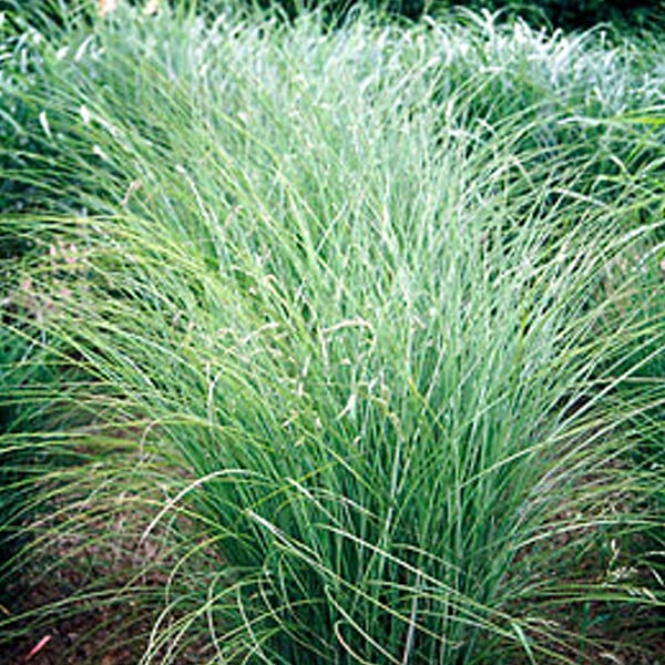 ARBORIX - 6 x Eulalie 'Gracillimus' - Miscanthus Sinensis 'Gracillimus'  - godet 9cm x 9cm - large