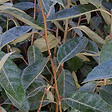 ARBORIX - 2 x Chalef de Ebbing - Elaeagnus Ebbingei  - 40-60 cm pot - vignette