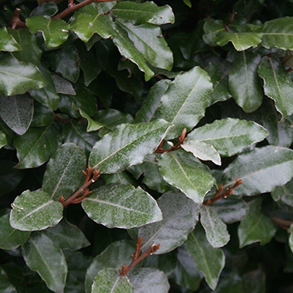 ARBORIX - 2 x Chalef de Ebbing - Elaeagnus Ebbingei  - 40-60 cm pot - large