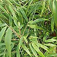 ARBORIX - Bambou parapluie 'Rufa' - Fargesia Murieliae 'Rufa'  - 60- 80 cm pot - vignette
