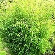 ARBORIX - Bambou parapluie 'Rufa' - Fargesia Murieliae 'Rufa'  - 60- 80 cm pot - vignette