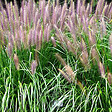 ARBORIX - 6 x Herbe aux écouvillons 'Red Head' - Pennisetum alopecuroides 'Red Head'  - godet 9cm x 9cm - vignette