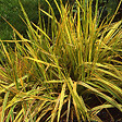 ARBORIX - 6 x Vulpin des prés - Alopecurus pratensis 'Aureovariegatus'  - godet 9cm x 9cm - vignette