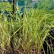 ARBORIX - 6 x Vulpin des prés - Alopecurus pratensis 'Aureovariegatus'  - godet 9cm x 9cm - vignette