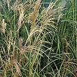 ARBORIX - 6 x Eulalie 'Flamingo' - Miscanthus sinensis 'Flamingo'  - godet 9cm x 9cm - vignette