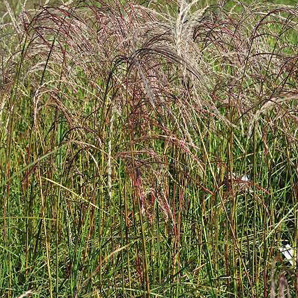 ARBORIX - 6 x Eulalie 'Flamingo' - Miscanthus sinensis 'Flamingo'  - godet 9cm x 9cm - large