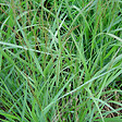 ARBORIX - 6 x Panic effilé 'Warrior' - Panicum virgatum 'Warrior'  - godet 9cm x 9cm - vignette
