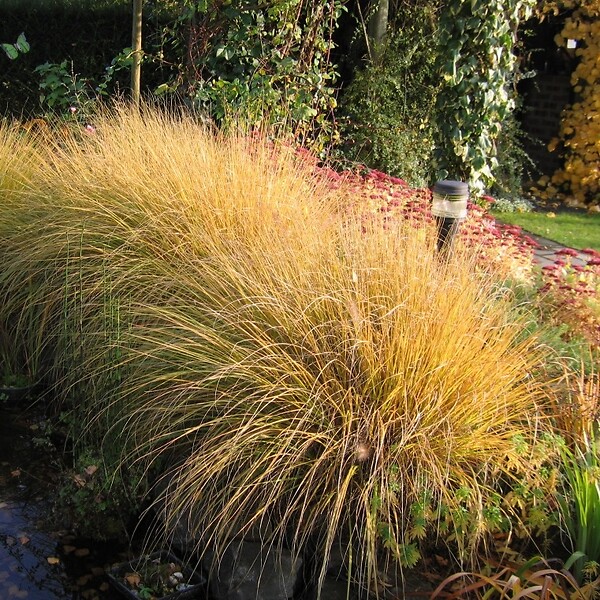 ARBORIX - 6 x Panic effilé 'Warrior' - Panicum virgatum 'Warrior'  - godet 9cm x 9cm - large