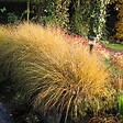 ARBORIX - 6 x Panic effilé 'Warrior' - Panicum virgatum 'Warrior'  - godet 9cm x 9cm - vignette