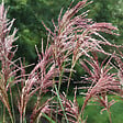 ARBORIX - 6 x Eulalie 'Malepartus' - Miscanthus Sinensis 'Malepartus'  - godet 9cm x 9cm - vignette