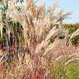 ARBORIX - 6 x Eulalie 'Malepartus' - Miscanthus Sinensis 'Malepartus'  - godet 9cm x 9cm - vignette