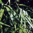 ARBORIX - Bambou moyen - Pseudosasa Japonica  - 60-80 cm pot - vignette