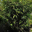 ARBORIX - Bambou moyen - Pseudosasa Japonica  - 60-80 cm pot - vignette