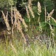 ARBORIX - 6 x Stipe calamagrostide - Calamagrostis arundinacea  - godet 9cm x 9cm - vignette