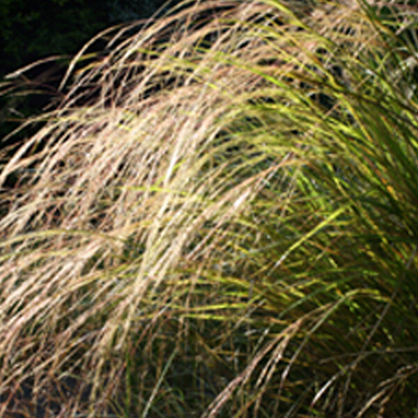ARBORIX - 6 x Stipe calamagrostide - Calamagrostis arundinacea  - godet 9cm x 9cm - large
