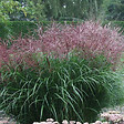 ARBORIX - 6 x Eulalie 'Ferner Osten' - Miscanthus Sinensis 'Ferner Osten'  - godet 9cm x 9cm - vignette