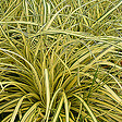 ARBORIX - 6 x Laîche panaché 'Evergold' - Carex Oshimensis 'Evergold'  - godet 9cm x 9cm - vignette
