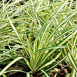 ARBORIX - 6 x Laîche panaché 'Evergold' - Carex Oshimensis 'Evergold'  - godet 9cm x 9cm - vignette