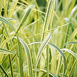 ARBORIX - 6 x Grande glycérie - Glyceria maxima 'Variegata'  - godet 9cm x 9cm - vignette