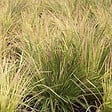 ARBORIX - 6 x Canche cespiteuse 'Goldtau' - Deschampsia cespitosa 'Goldtau'  - godet 9cm x 9cm - vignette