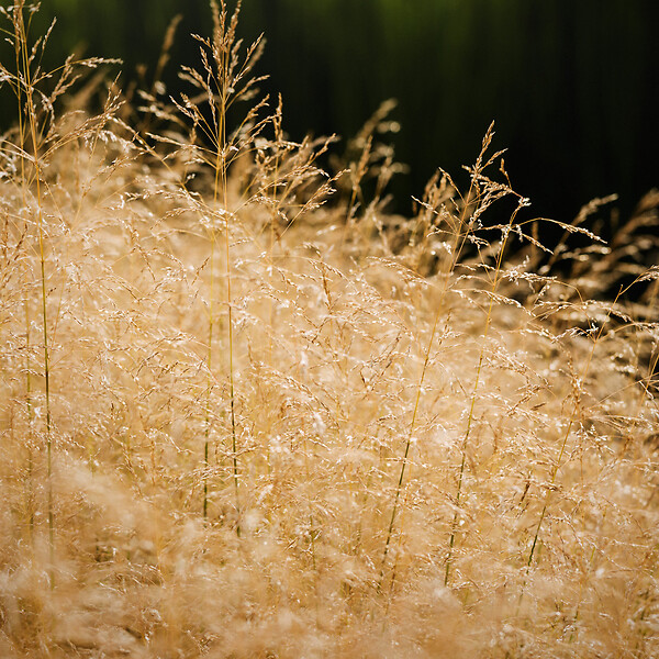 ARBORIX - 6 x Canche cespiteuse 'Goldtau' - Deschampsia cespitosa 'Goldtau'  - godet 9cm x 9cm - large