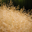 ARBORIX - 6 x Canche cespiteuse 'Goldtau' - Deschampsia cespitosa 'Goldtau'  - godet 9cm x 9cm - vignette