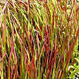 ARBORIX - 6 x Herbe sanglante Japonaise 'Red Baron' - Imperata cylindrica 'Red Baron'  - godet 9cm x 9cm - vignette