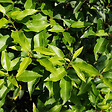 ARBORIX - 2 x Laurier du Portugal 'Angustifolia' - Prunus Lusitanica 'Angustifolia'  - 40-50 cm pot - vignette