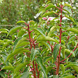 ARBORIX - 2 x Laurier du Portugal 'Angustifolia' - Prunus Lusitanica 'Angustifolia'  - 40-50 cm pot - vignette