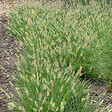 ARBORIX - 6 x Herbe aux écouvillons 'Little Bunny' - Pennisetum alopecuroides 'Little Bunny'  - godet 9cm x 9cm - vignette