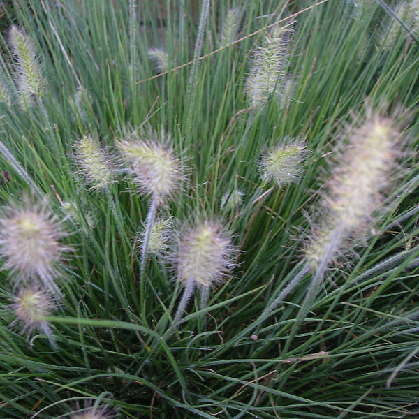 ARBORIX - 6 x Herbe aux écouvillons 'Little Bunny' - Pennisetum alopecuroides 'Little Bunny'  - godet 9cm x 9cm - large